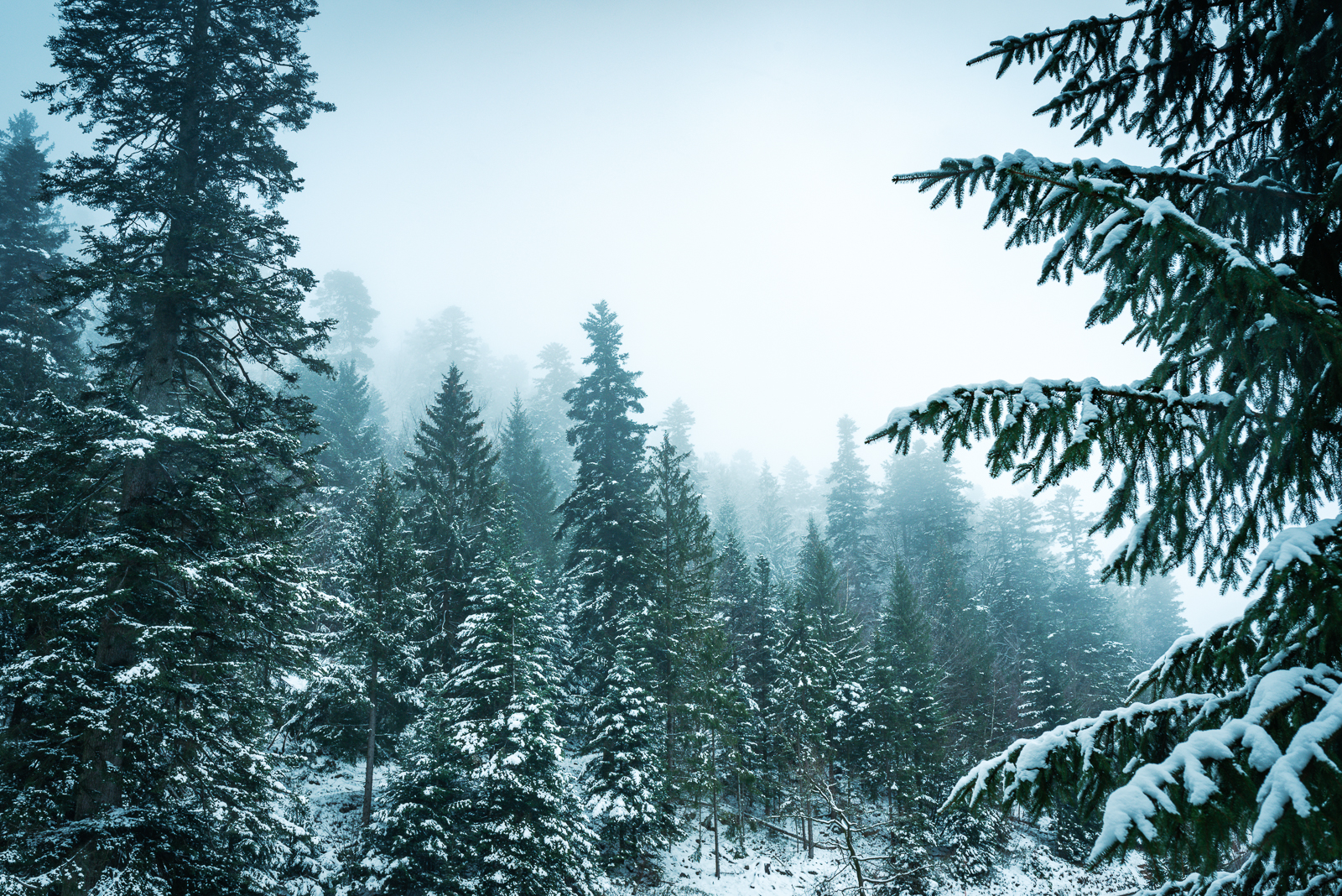 Winterliche Stimmung mit verschneiten Tannenbäumen im Wildnisgebiet bei Kaltenbronn im Schwarzwald